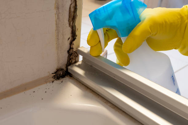 Professional Mold Removal in Cape May, NJ