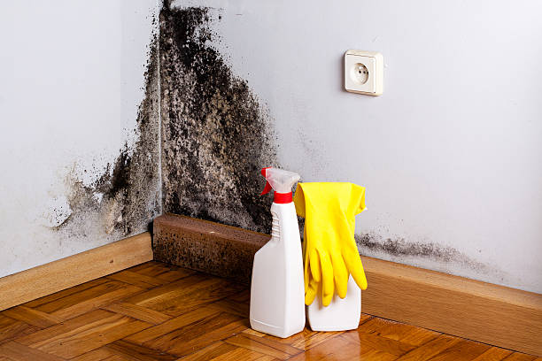 Certified Mold Removal in Cape May, NJ