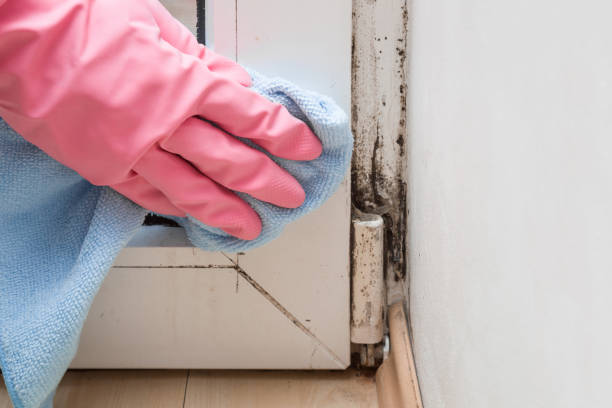 Mold Testing and Removal in Cape May, NJ